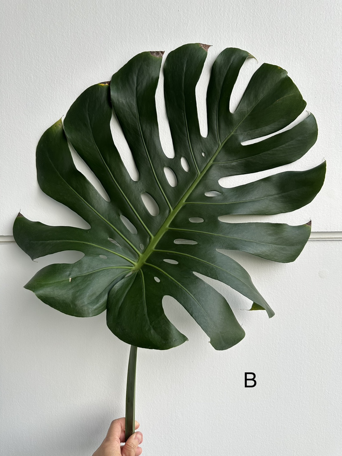 Monstera deliciosa cutting thumbnail