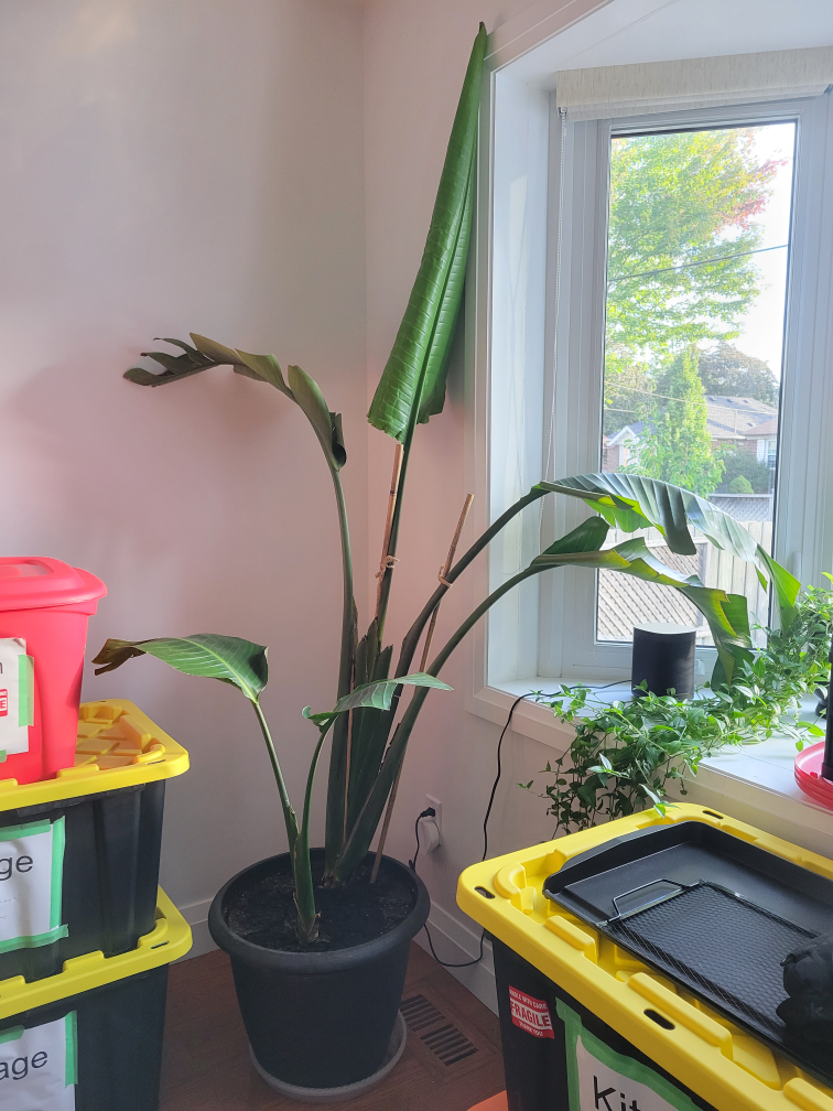 MOVING SALE - Bird of paradise plant