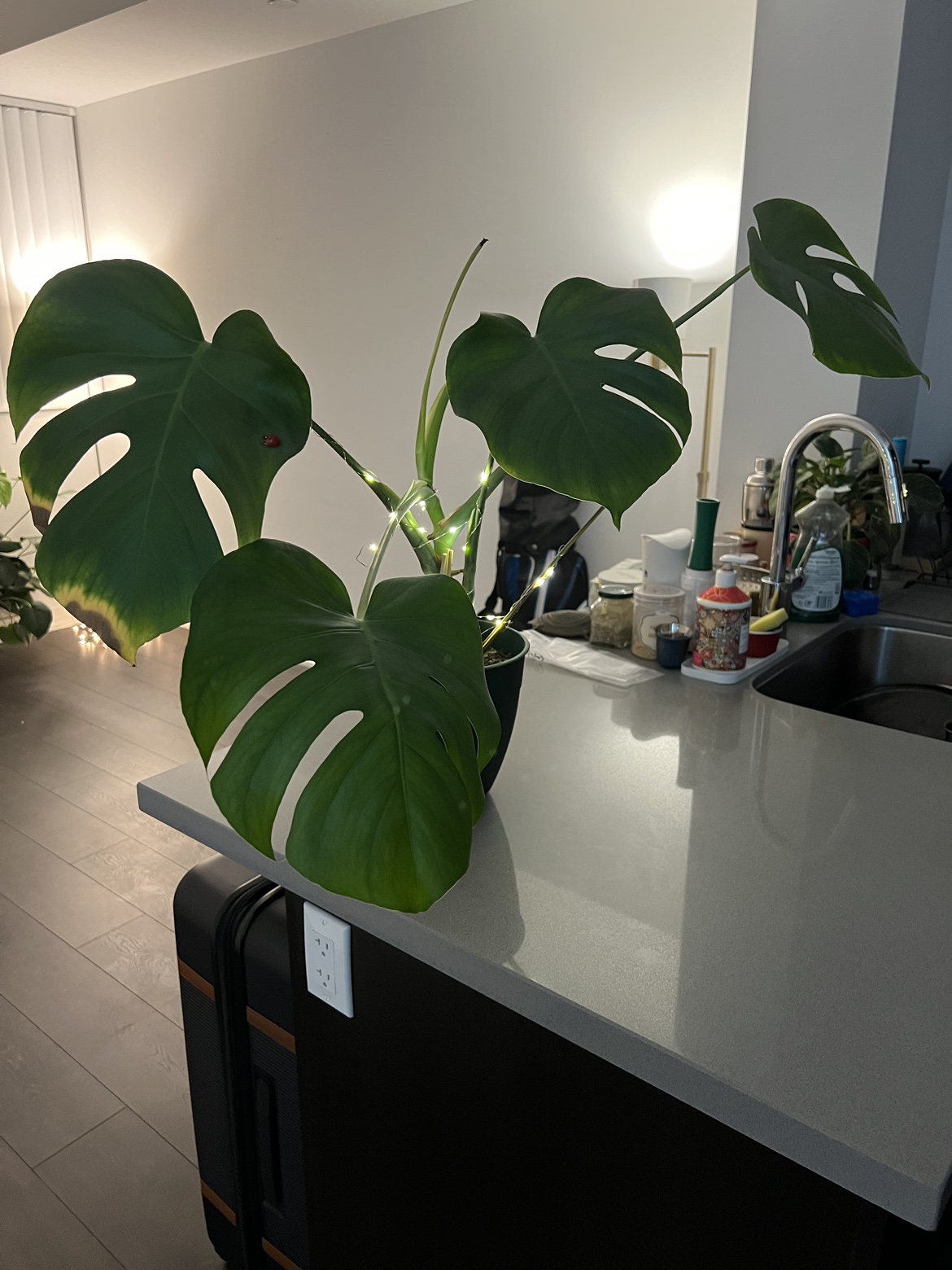 Monstera deliciosa plant with healthy leaves image indicator(2)