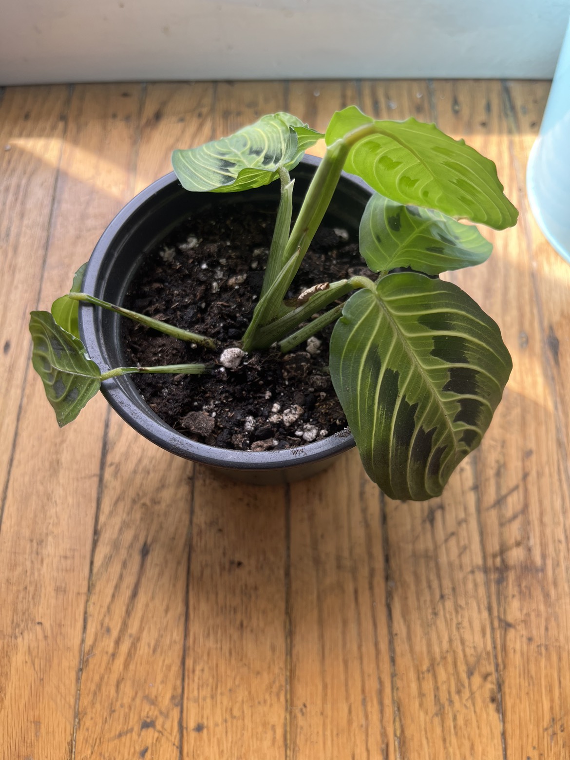Maranta Prayer plant B thumbnail