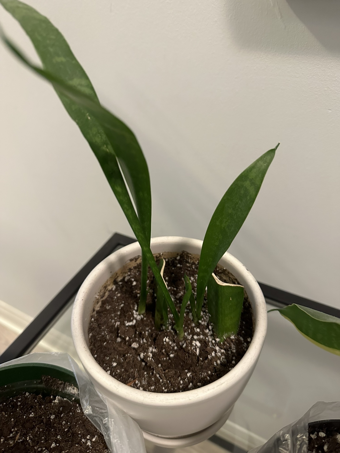 Free plants needing some love - photo 3