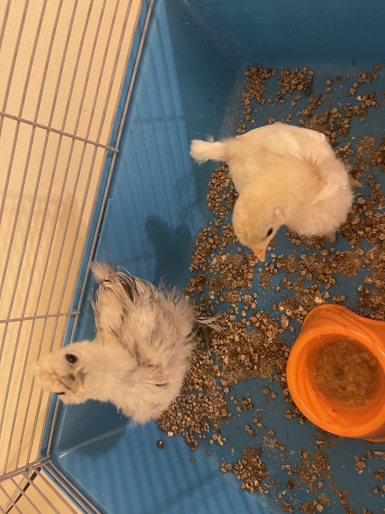 2 chicks with cage and starter food image indicator(2)