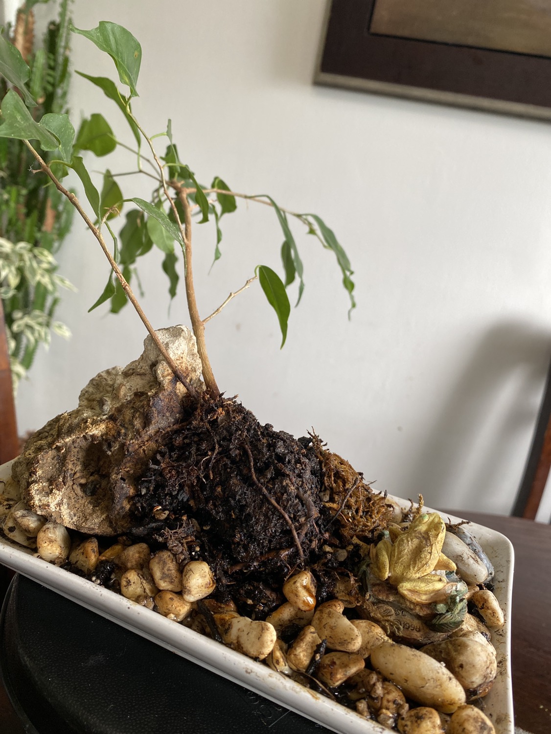 Ficus - photo 4
