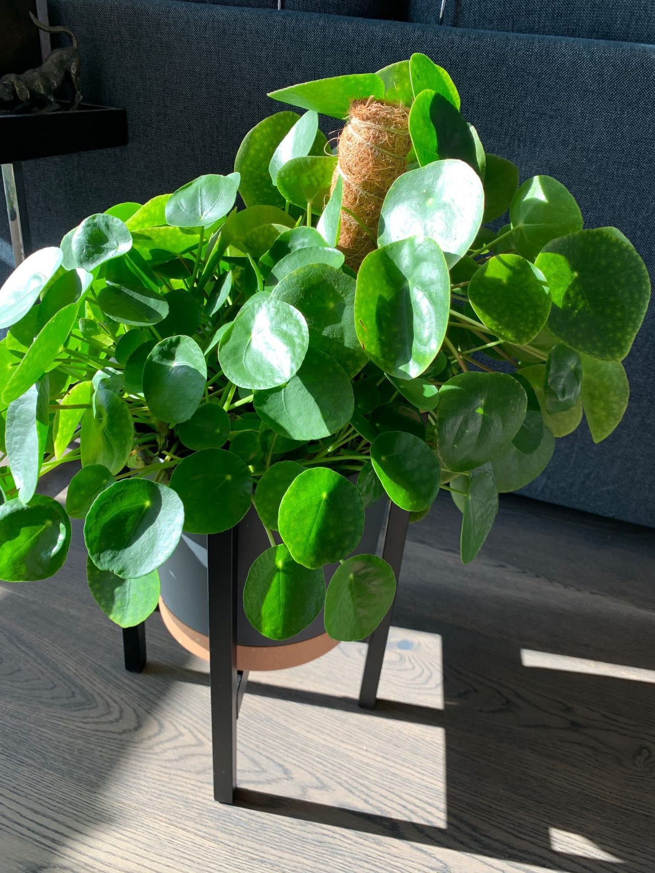 Pilea Money Plant in 10” pot with stand