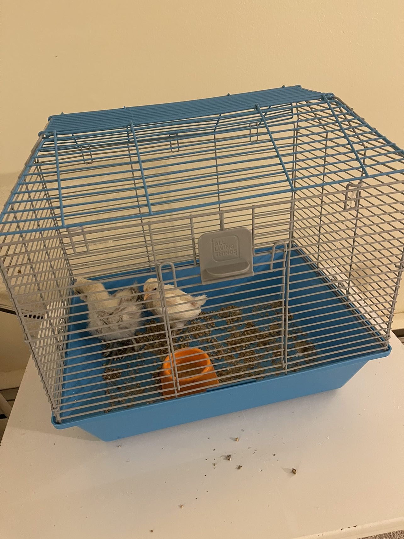 2 chicks with cage and starter food