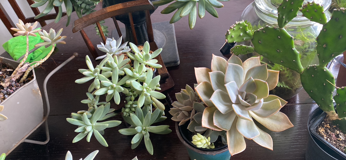 Sale plants - photo 4