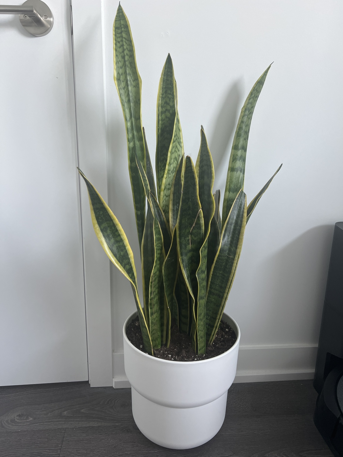 snake plant🪴 thumbnail