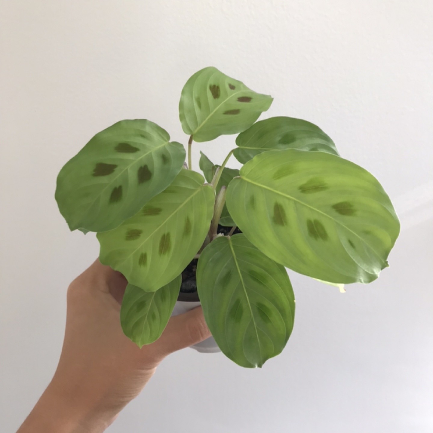Maranta prayer plant thumbnail