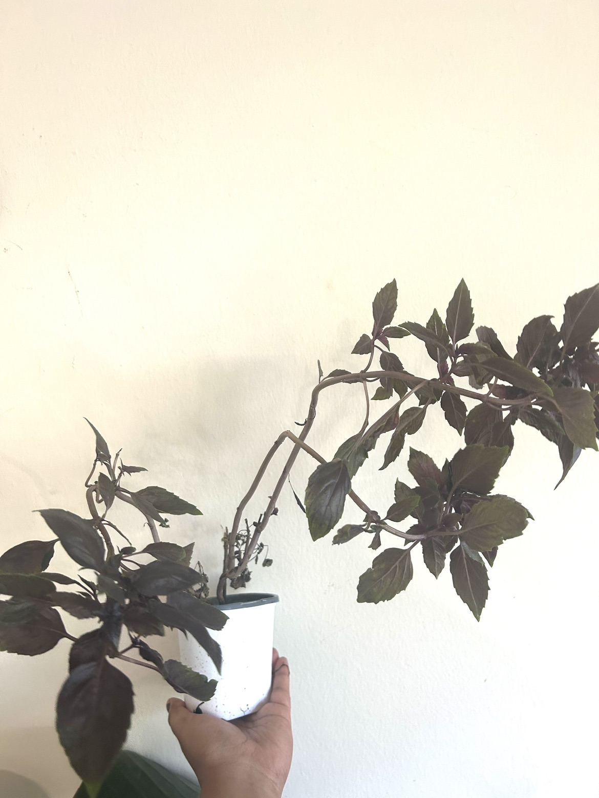 Thai Red Rubin Basil #freecycle thumbnail
