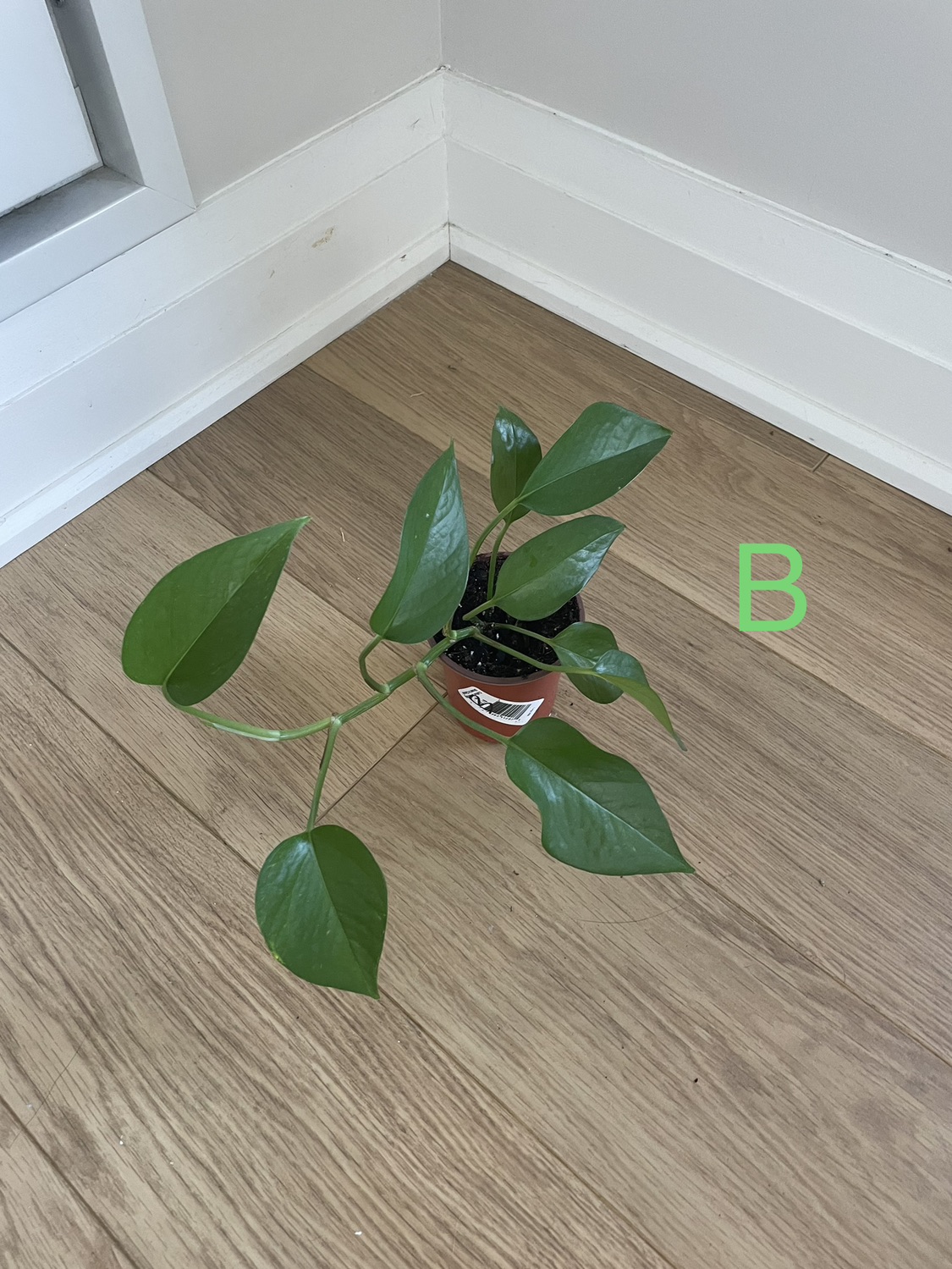 Golden Pothos & Queen Marble Pothos thumbnail