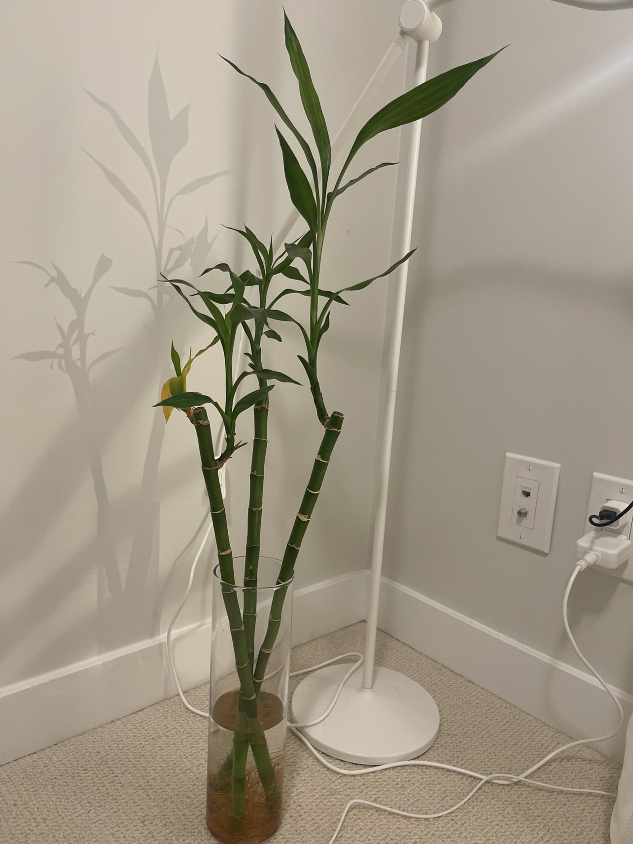 Medium size bamboo plant