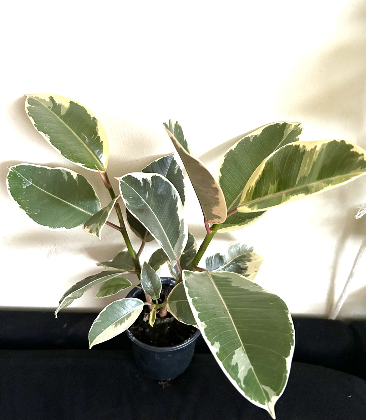 Ficus Tineke thumbnail