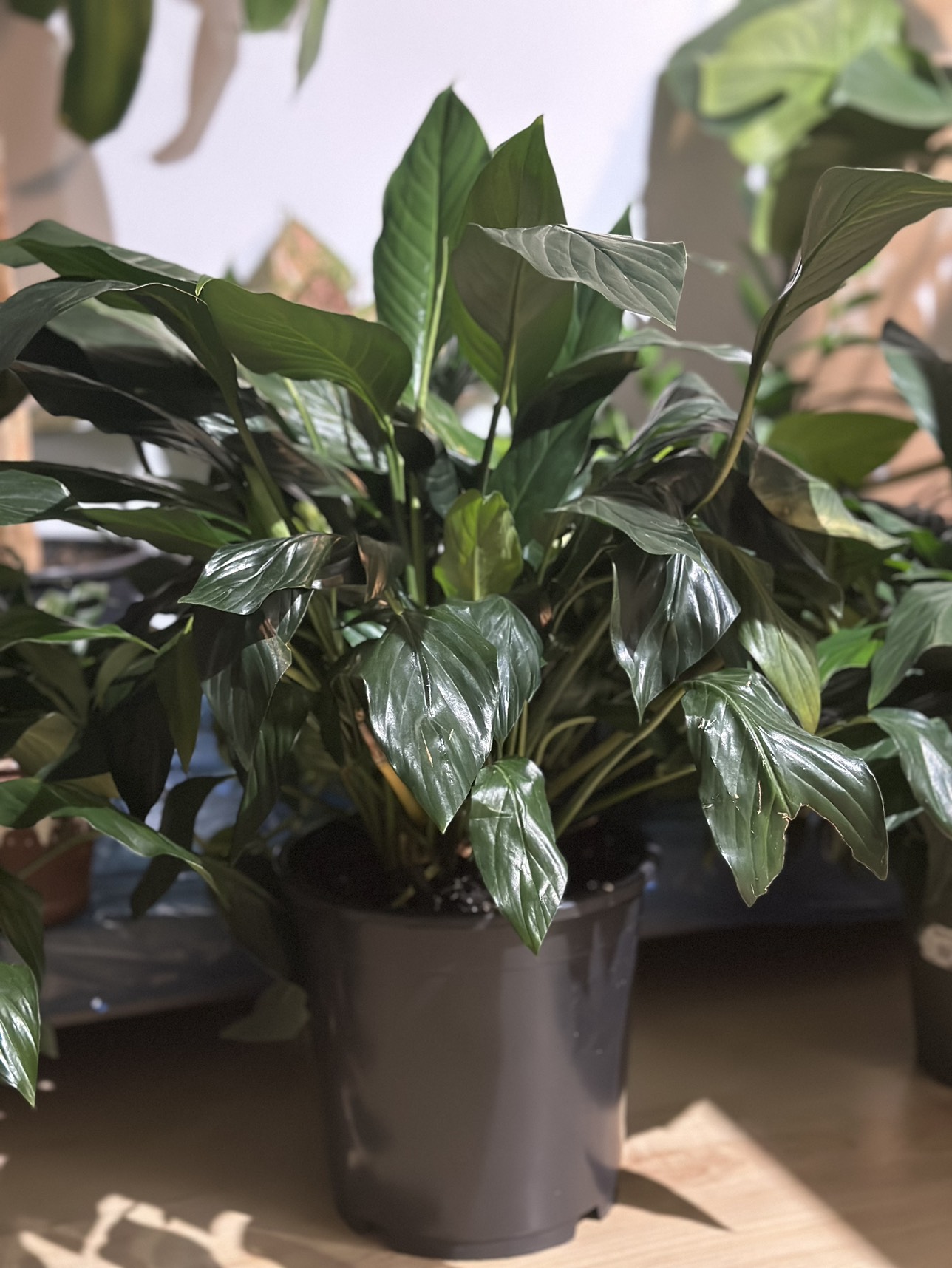 3 pots of Peace Lily