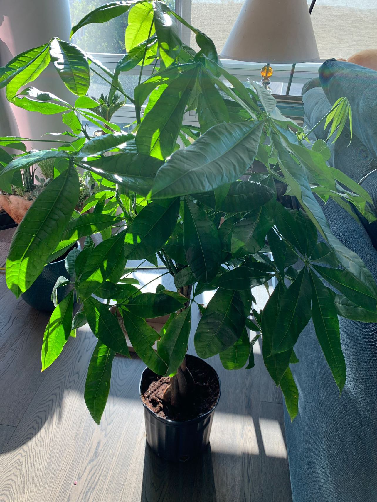 Money tree in 10” plastic pot - photo 2