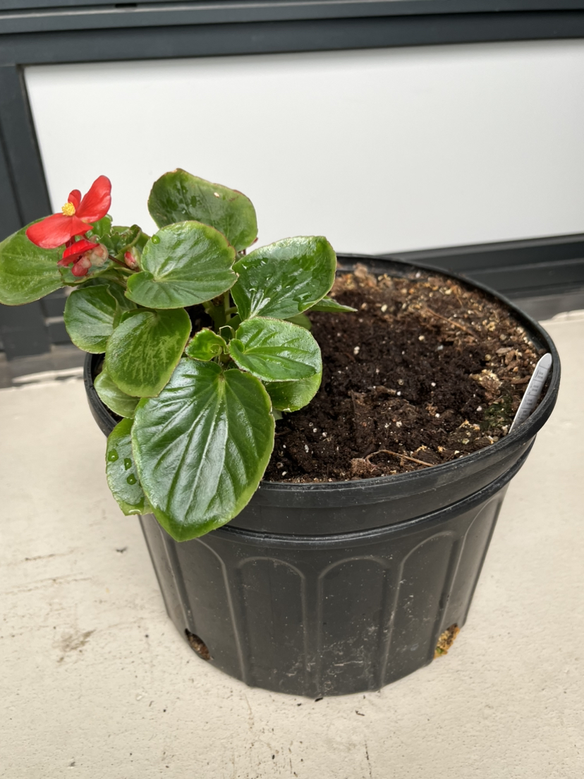 Begonia Plant in Pot thumbnail