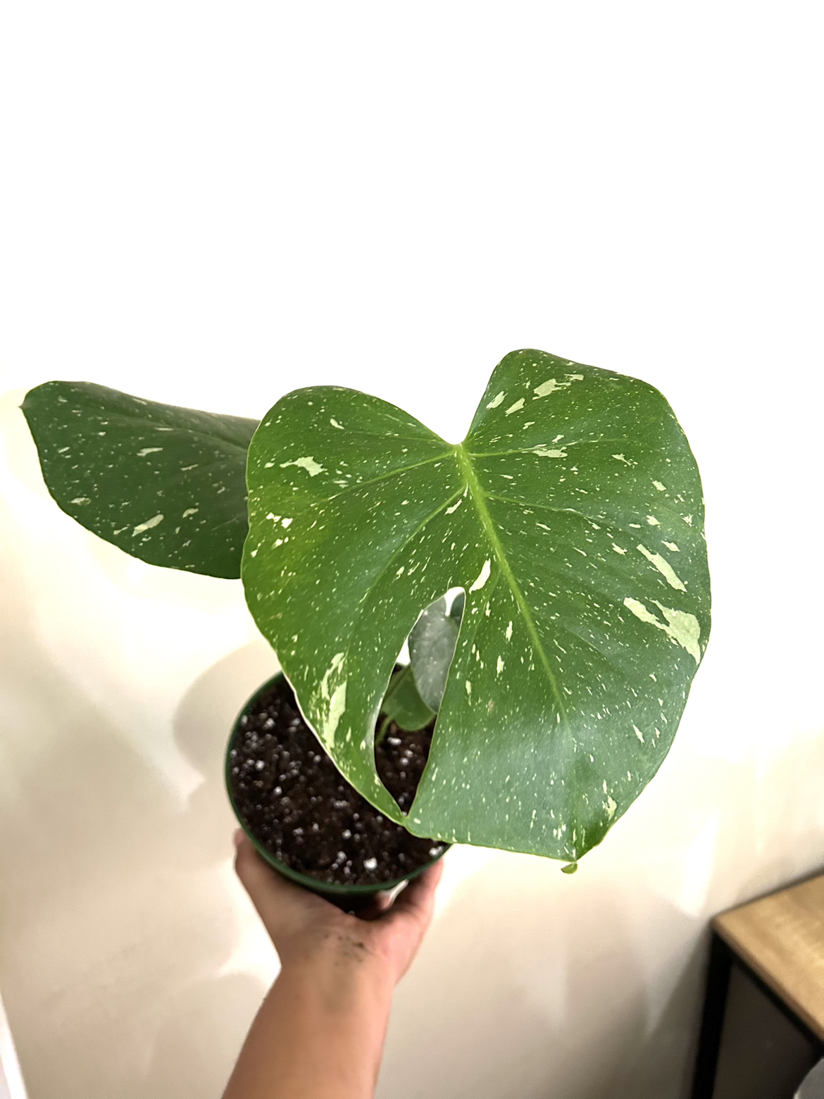 Rare Monstera Thai Constellation thumbnail
