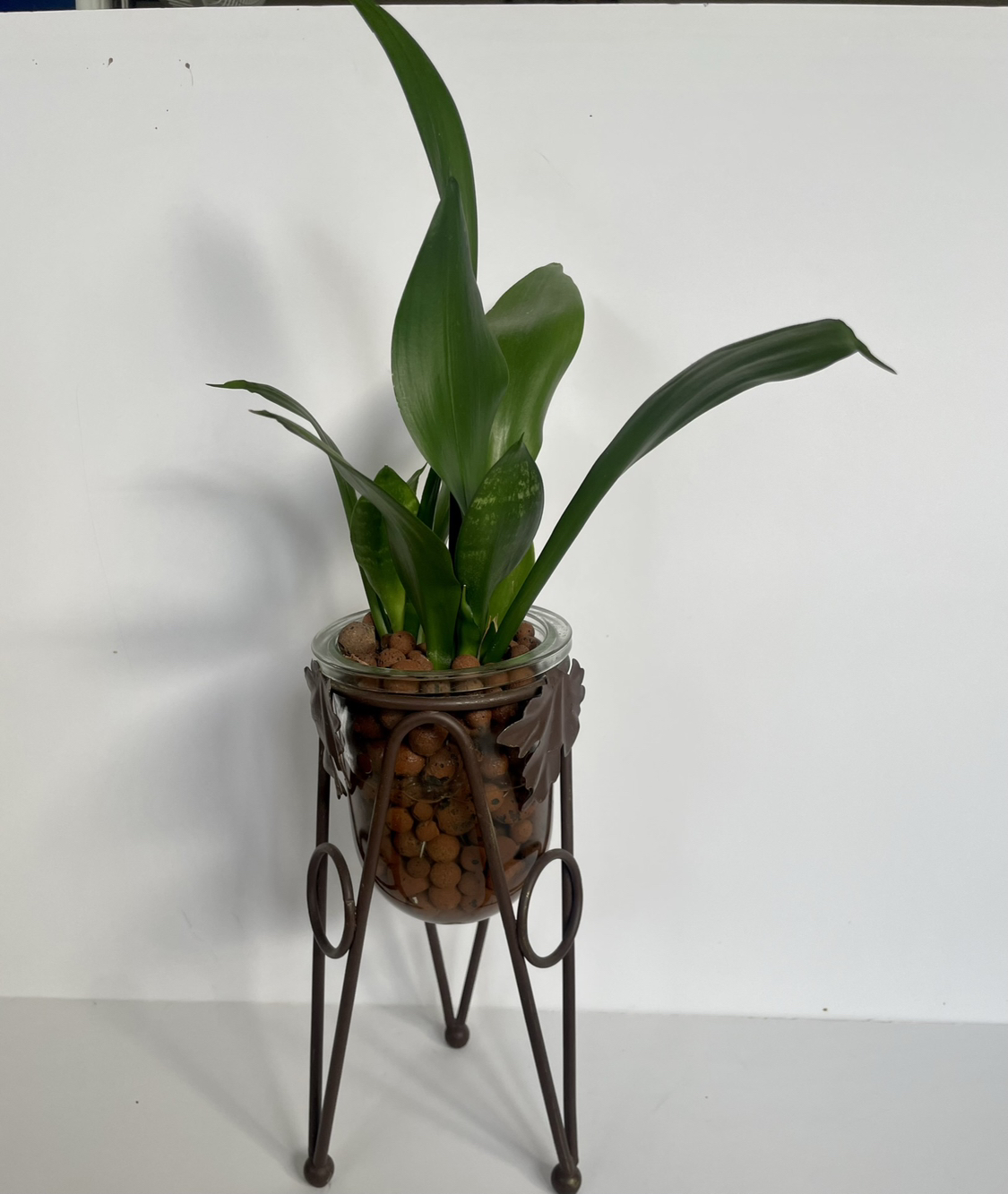 Snake plant in Leca balls thumbnail