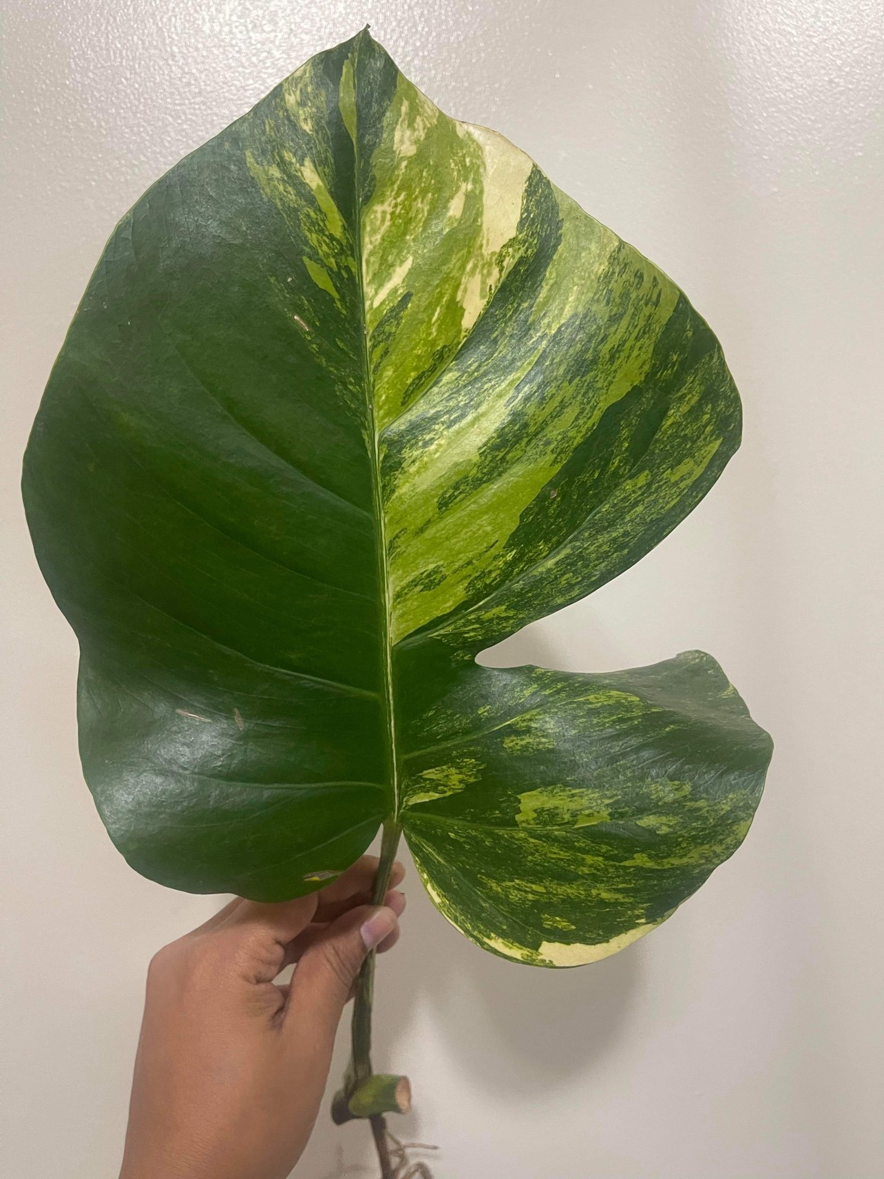 Monstera Aurea mid cut thumbnail