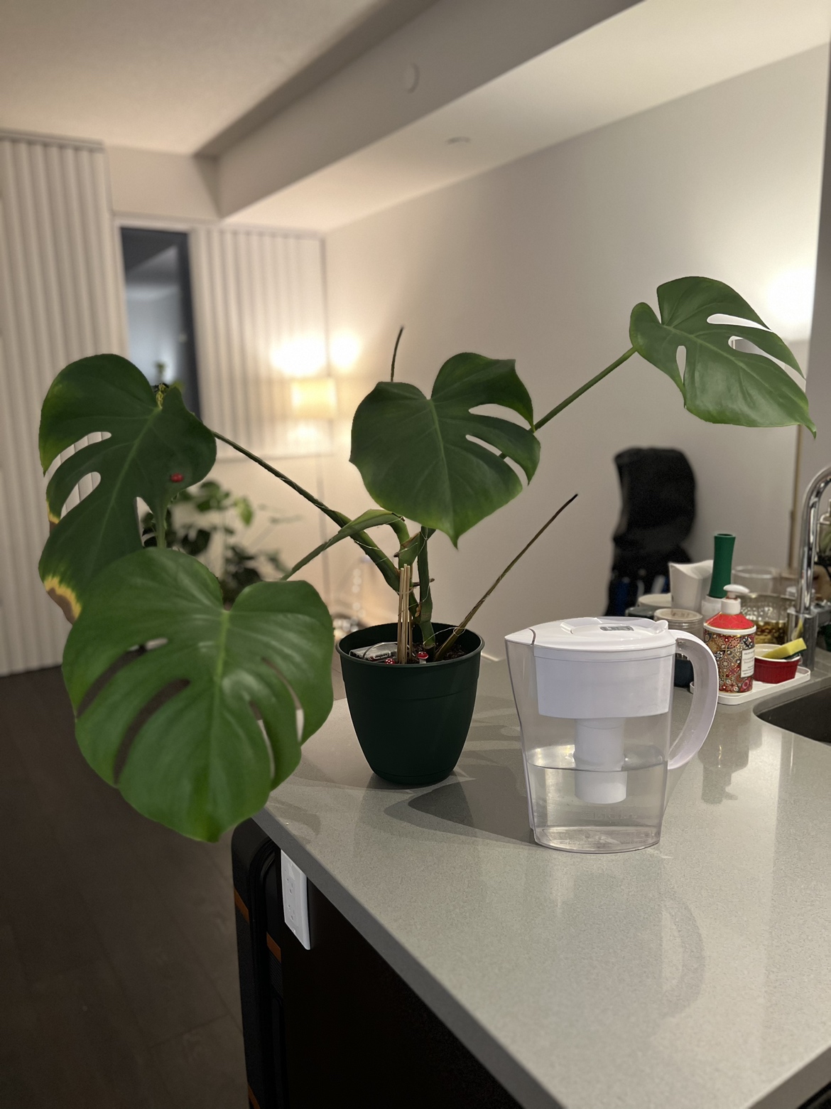 Monstera deliciosa plant with healthy leaves image indicator(3)