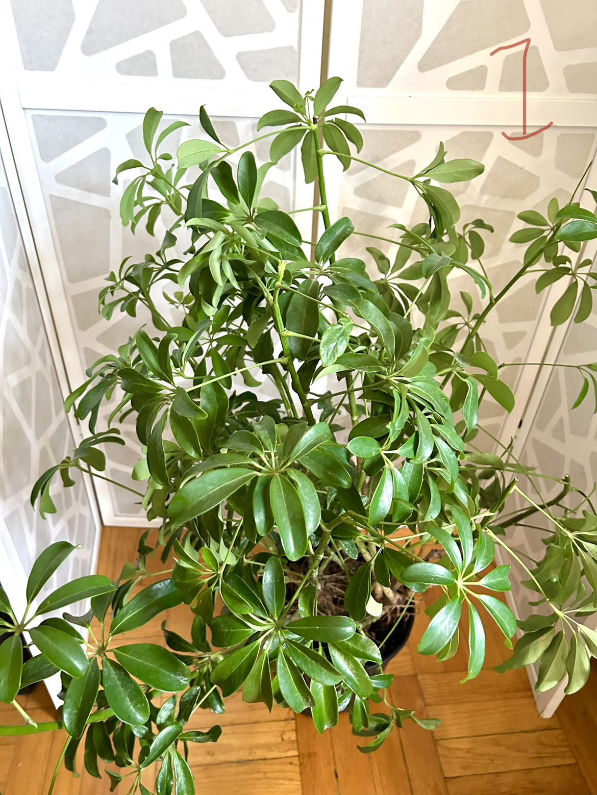 Large Umbrella Plant (3ft tall) thumbnail