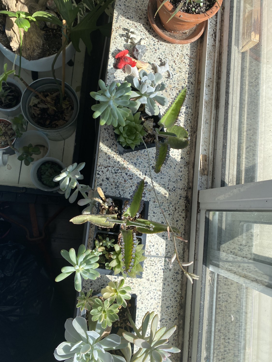 Succulents 5 each - photo 3