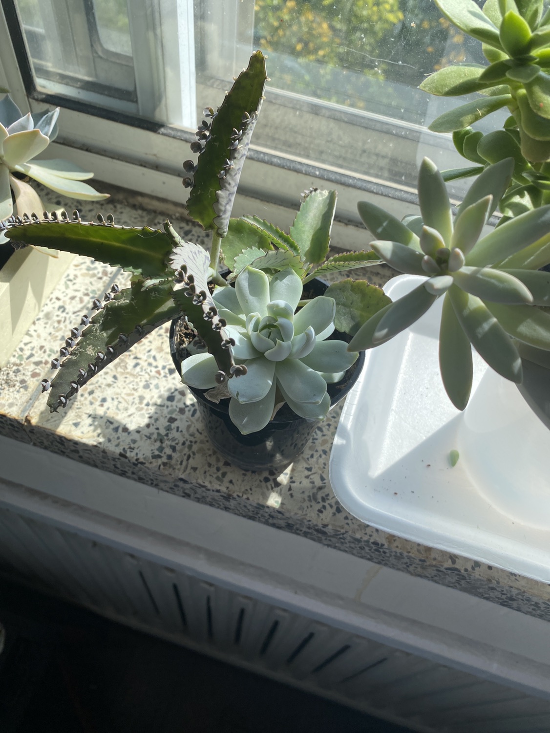 Succulents 15 for both - photo 2