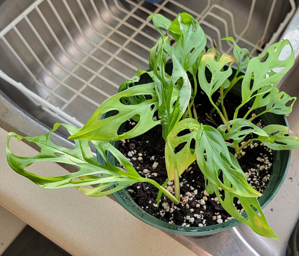 Monstera Adansonii Swiss Cheese Plant Tropical Houseplant
