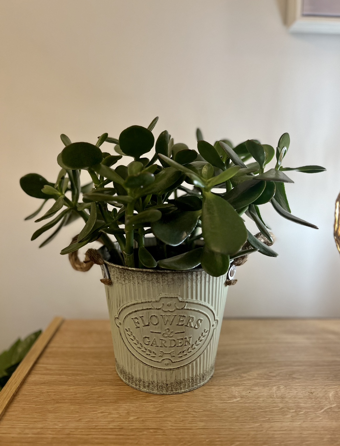 Jade Plant - In Pot thumbnail