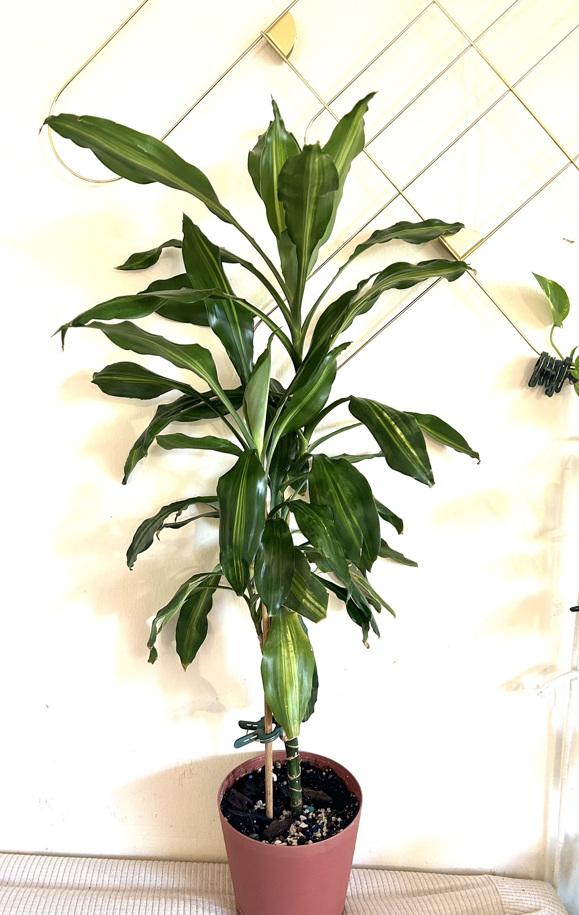 Dracaena Palm thumbnail