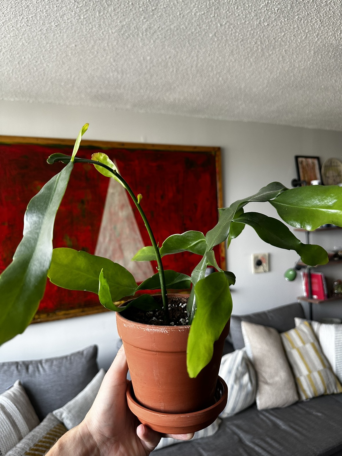 House plant - photo 2