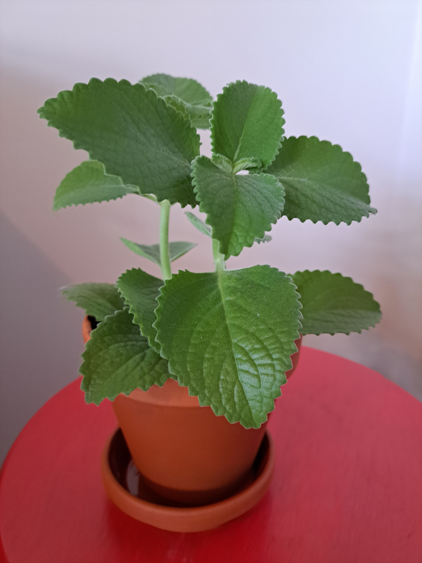 Thyme plant in 4 inch terra cotta planter