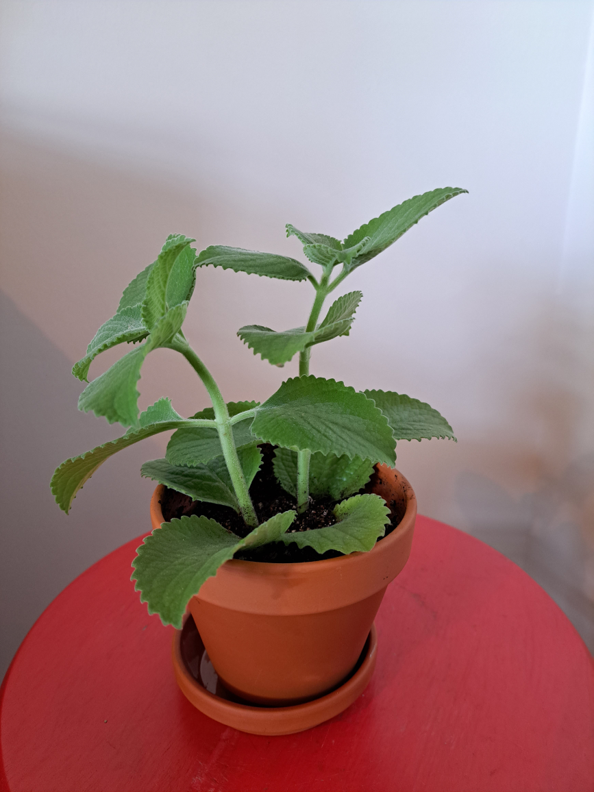 Thyme plant in 4 inch terra cotta planter image indicator(2)