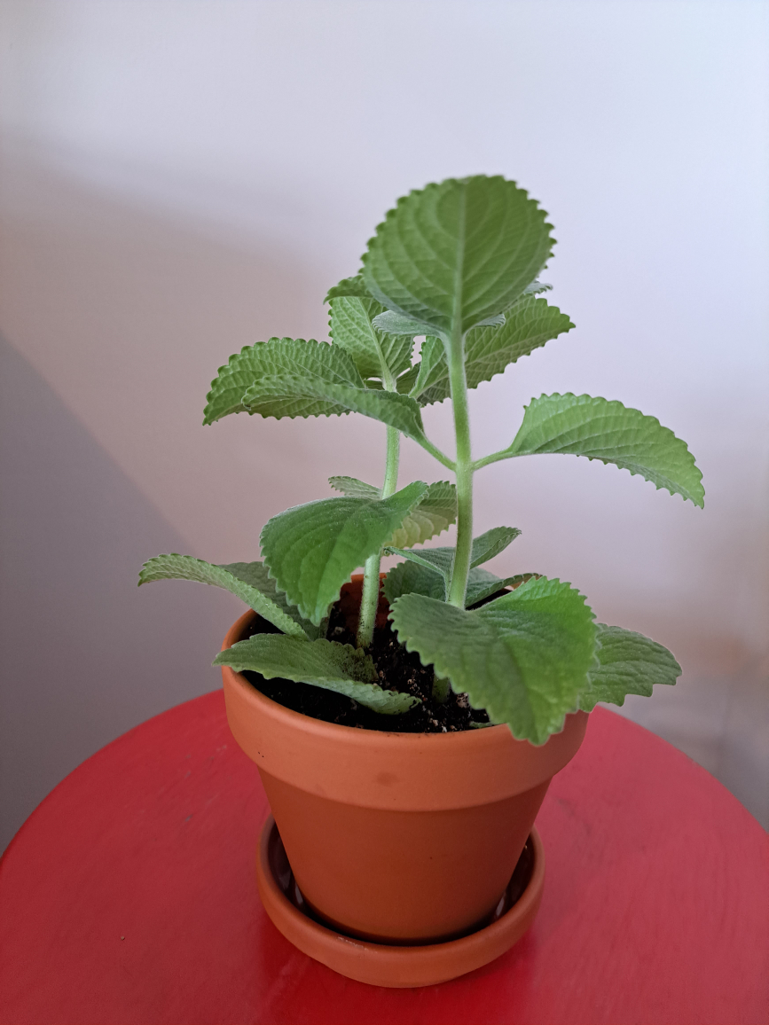 Thyme plant in 4 inch terra cotta planter - photo 3