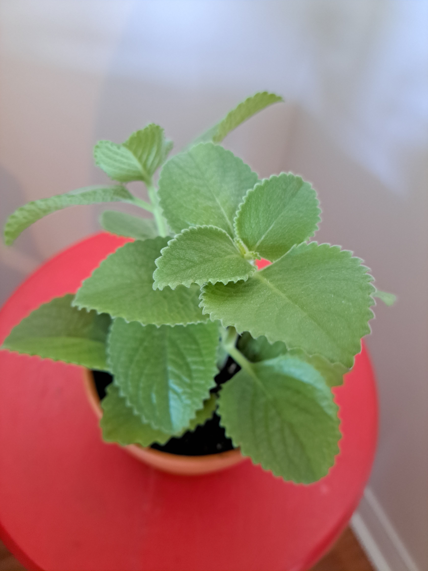 Thyme plant in 4 inch terra cotta planter - photo 4