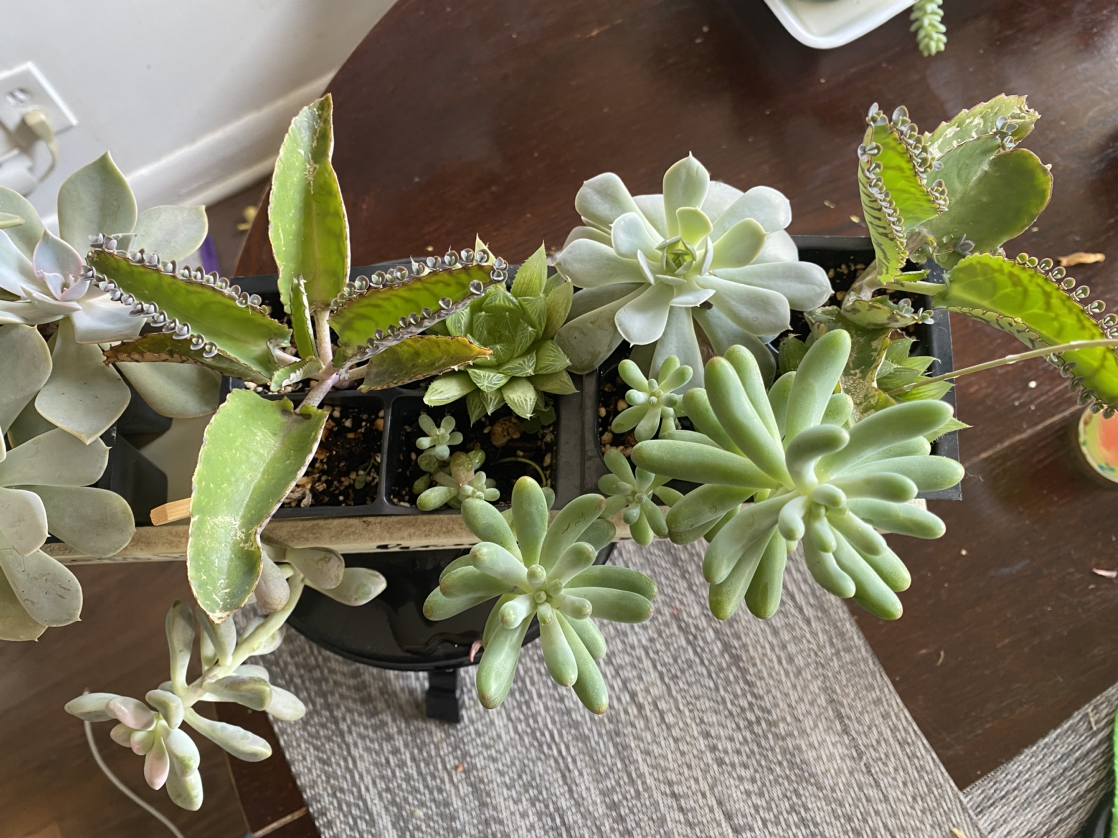 Succulent arrangement