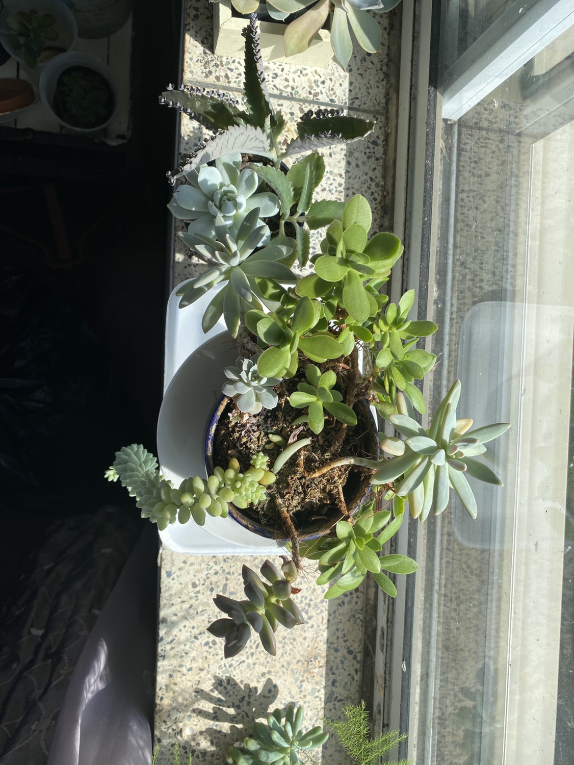 Succulents 15 for both