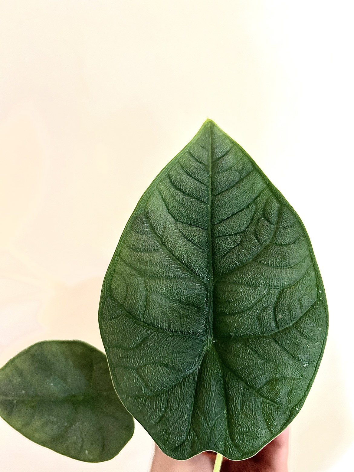 Rare Alocasia Melo thumbnail