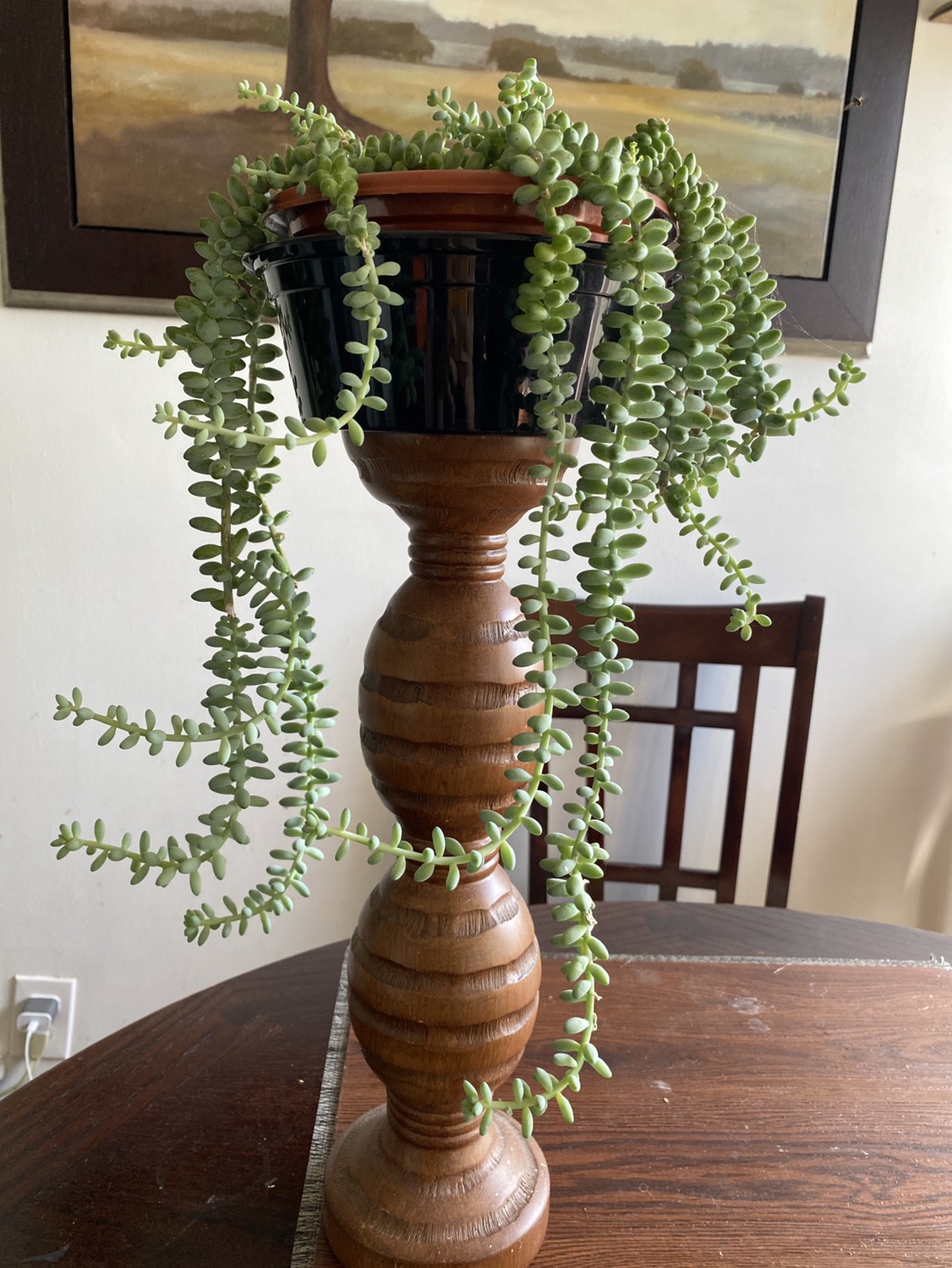 Burrows tail plant - photo 3