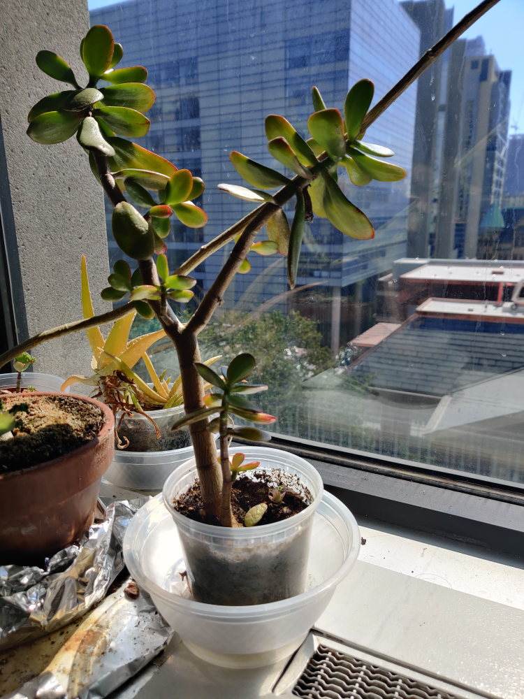 Jade plant thumbnail