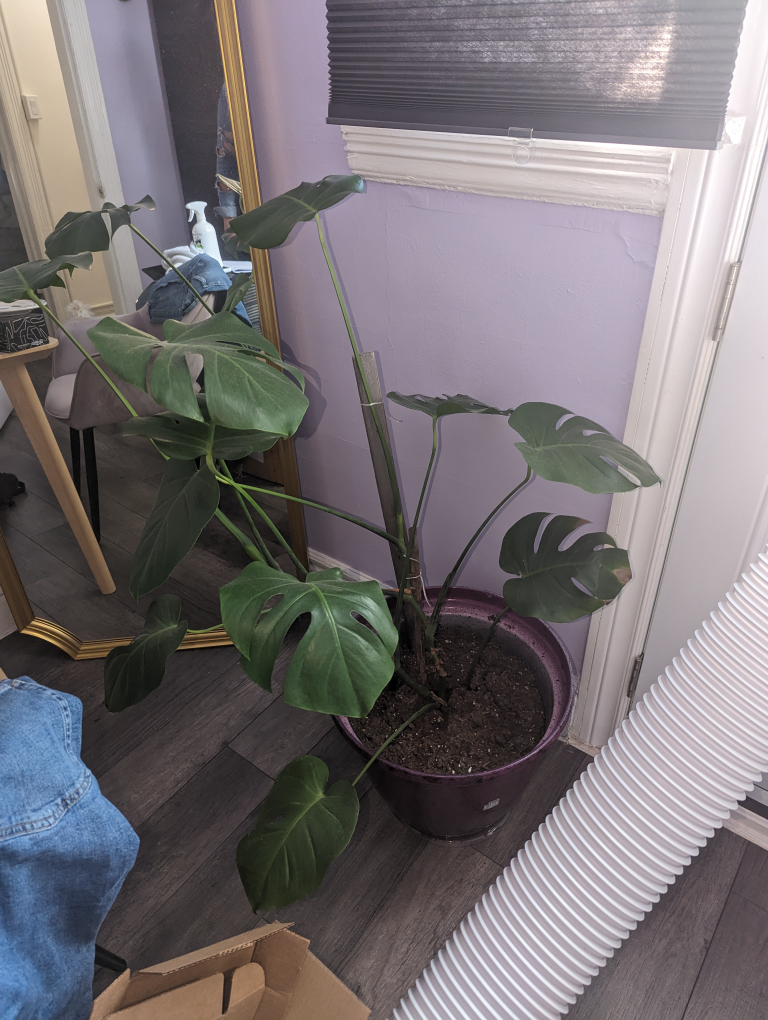 house plants