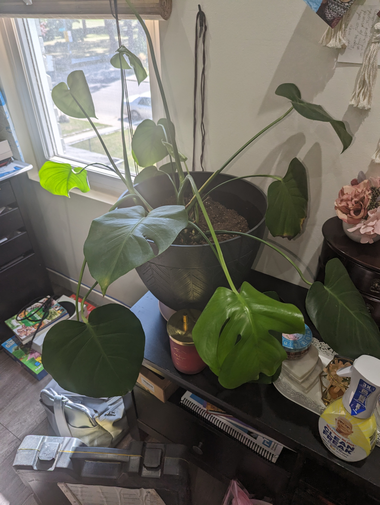 house plants - photo 2