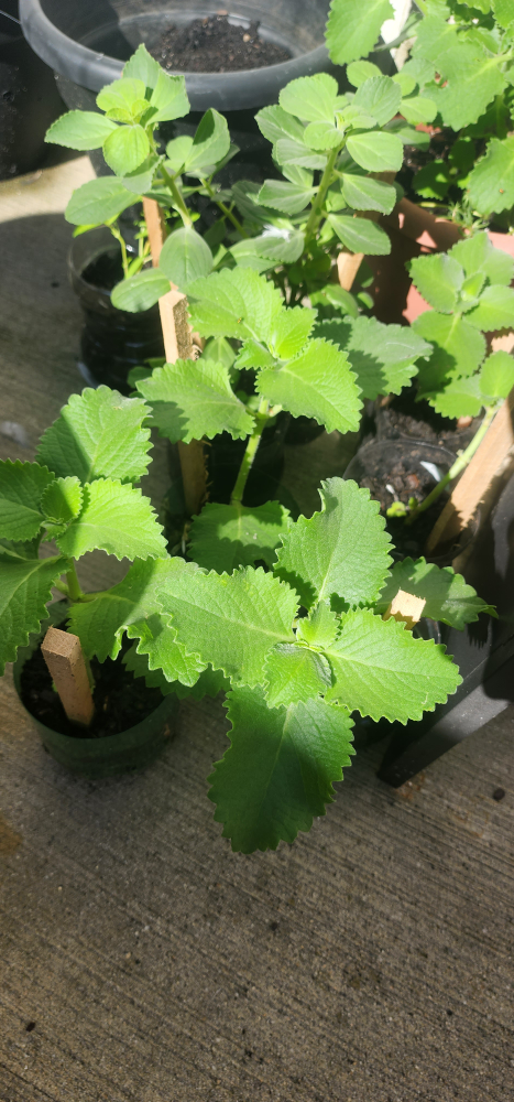 Cuban oregano