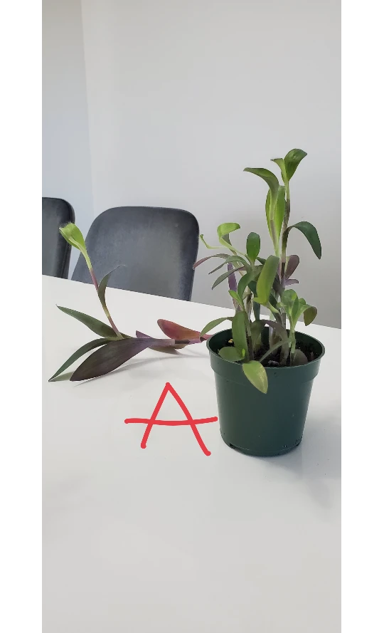 Purple Plants image indicator(3)