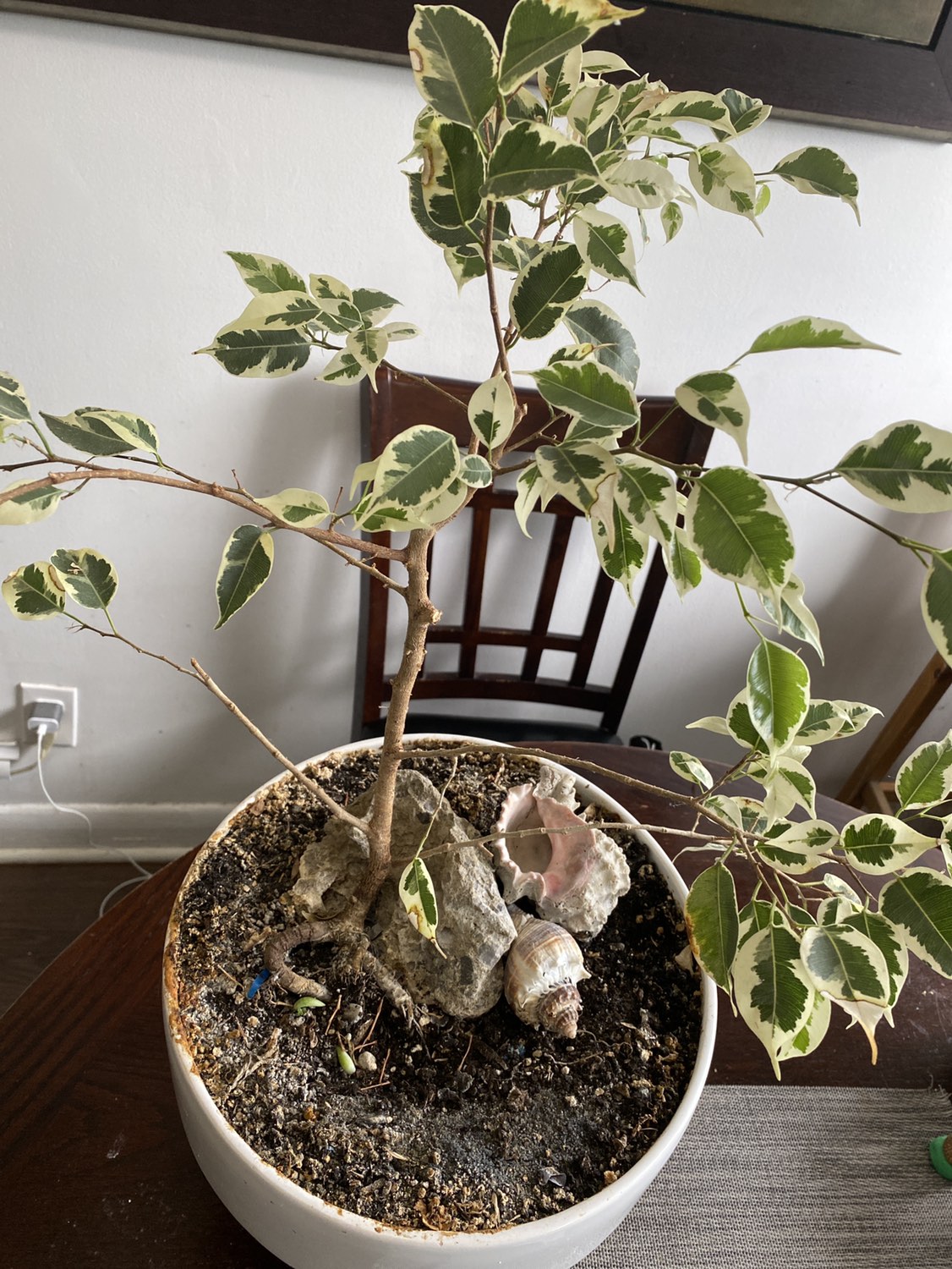 Ficus white - photo 2