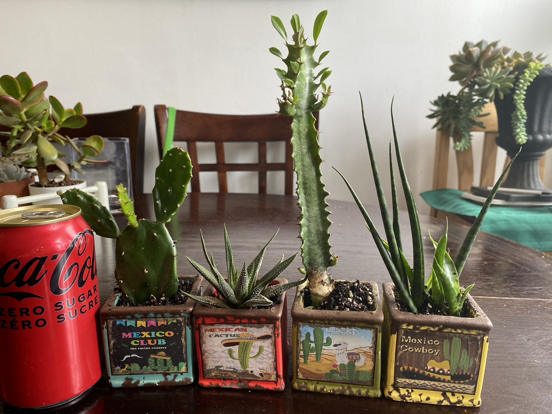 Sale Set of plants