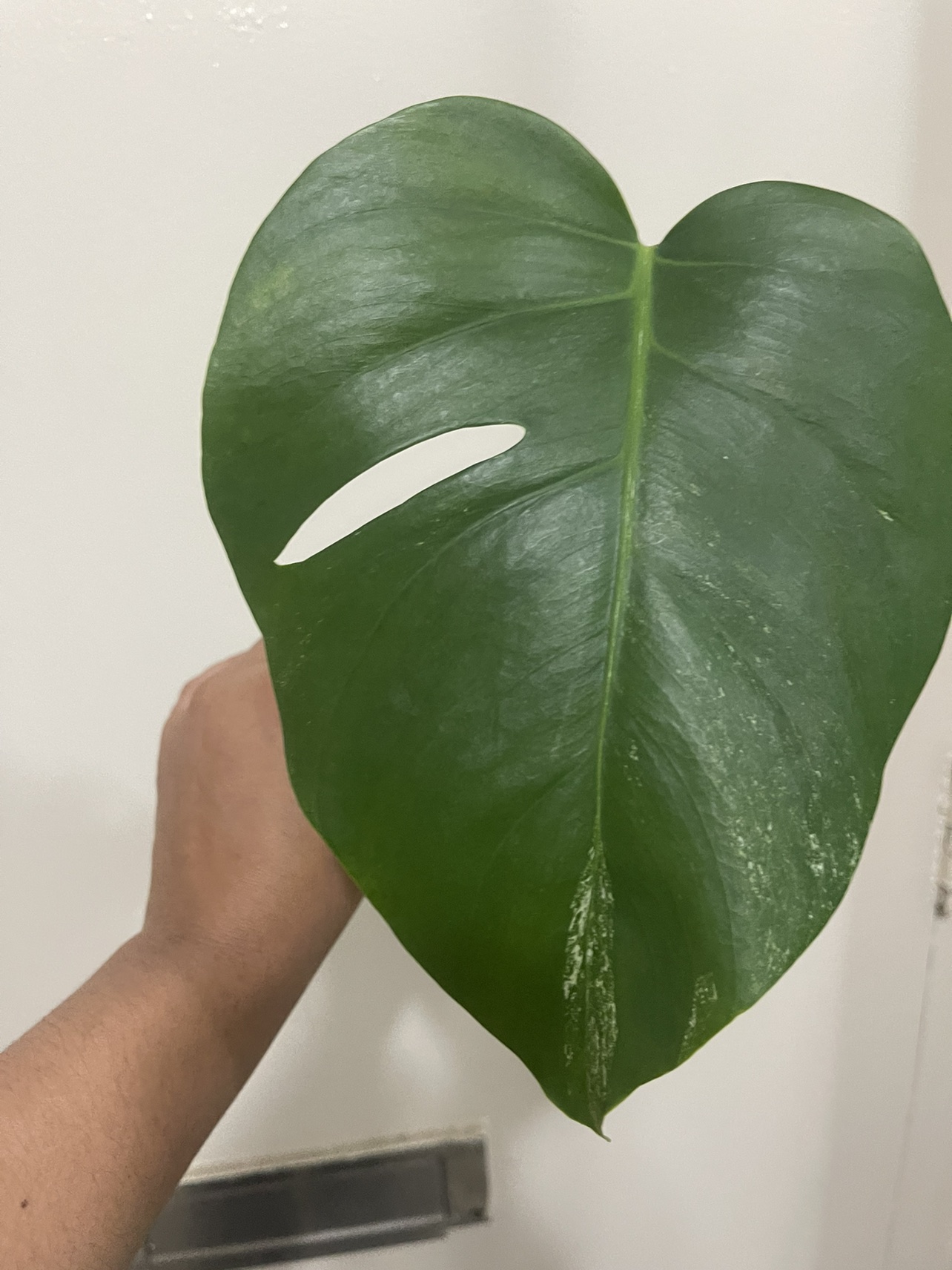 Monstera Albo low variegated thumbnail