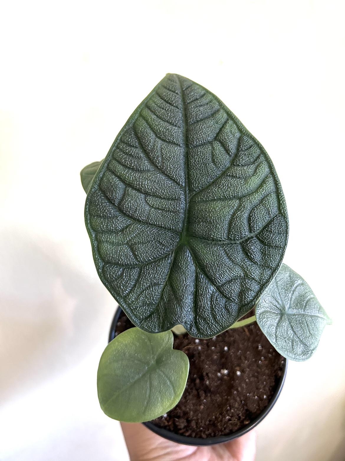 Rare Alocasia Melo thumbnail