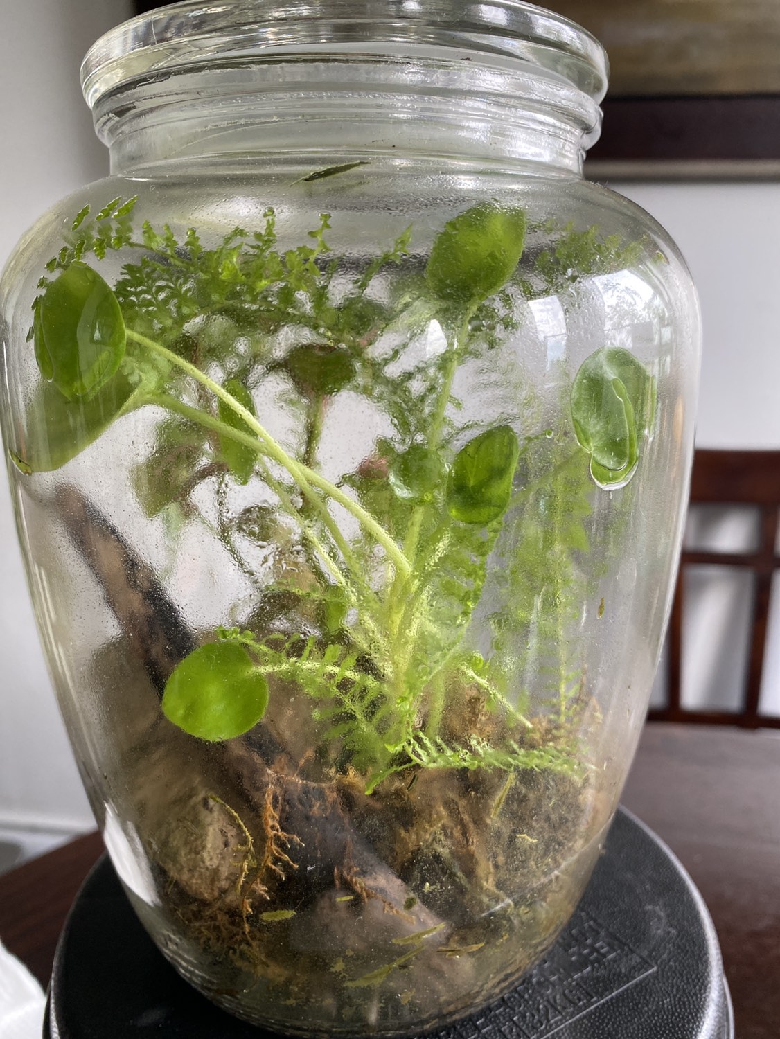 Terrarium - photo 3