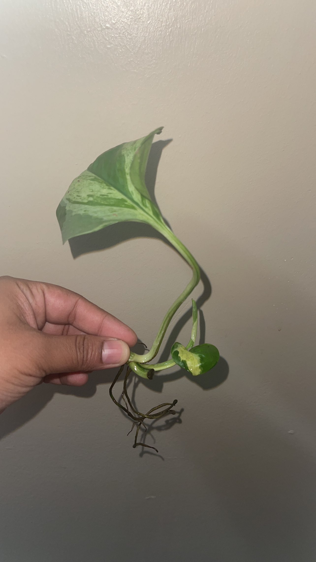 Manjula rooted cuttings thumbnail