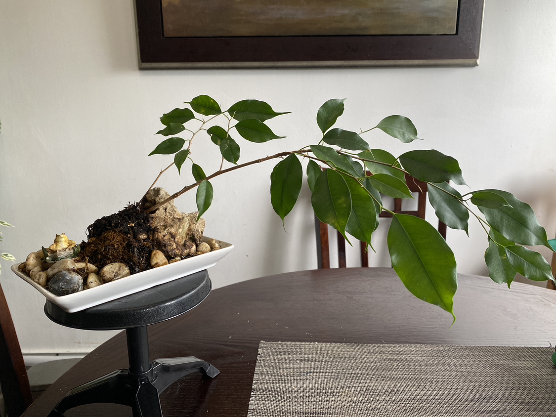 Ficus